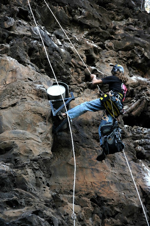 Un pailleenqueue juvénile sur nos falaises d'escalade ! FFME 974